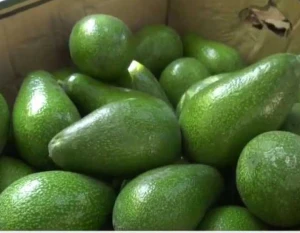 افوكادو كيلو — خضروات الأمير
